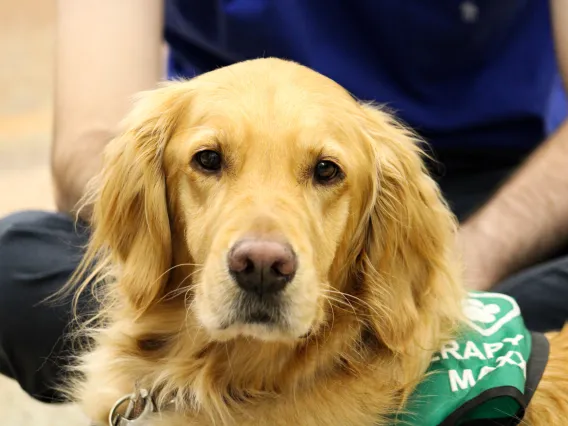 maxx the golden retriever